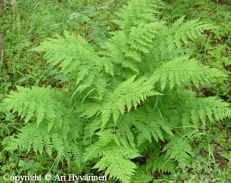  Dryopteris expansa